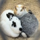 순이네농장 | 겨울 1박 2일 전남 여수 여행 - 2일차 여행 코스[한우드림동물체험장-모이핀-무슬목해변-이순신광장]