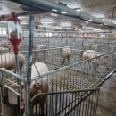 가장축산 이미지