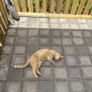 즐거운다락방 | 단양 펜션 노엘의다락방 후기 &amp; 액티비티 - 내돈내산