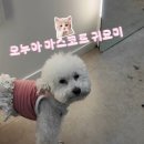 배곧 미용실 추천 오누아 매직 중단발 레이어드컷 후기