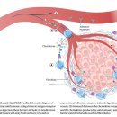 For Car | [첫 번째 저널 미팅 후기] CAR T cell therapy for patients with solid tumours: key lessons to learn...