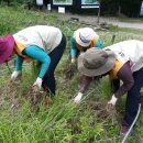 야생화단지 이미지