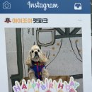 아이조아펫파크 동탄점 이미지