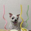 수노을동물병원 이미지