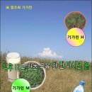 기가솔
