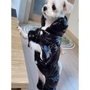 다운애견 이미지