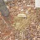 송림초등학교병설유치원 이미지