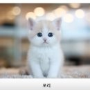 수원고양이분양 나비캣 네이버블로그
