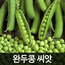 씨앗 이미지