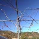 다래농장2 이미지