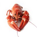 별똥인형뽑기 이미지