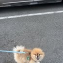 몽블리 - 동래구 아시아드대로247번길 32-4 | [울산/언양] 애견미용 몽블리 후기🐶| 모찌 가위컷미용 내돈내산