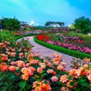 장미축제 이미지