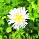 민들레화원 이미지