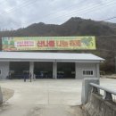 웰빙700산골마을정자리 | 2023.4.15 웰빙700산골마을 정자리 산나물 나눔축제