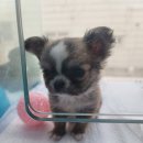 똥깡아지애견샵 이미지