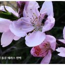 나의살던고향민박 이미지