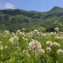 울릉도 산마늘(명이나물)꽃, 마가목꽃 활짝 이미지