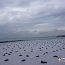 제주민속오일장 (월랑초등학교방면) 이미지