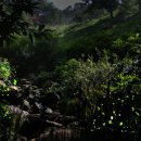 반딧불이 이미지