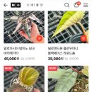 오매풀망