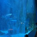 GH자연건강 잠실점 | 잠실 아이랑 갈만한 곳 1위? 롯데 아쿠아리움 바다사자 공연 직접 참여 후기