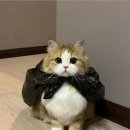 스키타는고양이 이미지