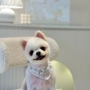 알로하펫 이미지