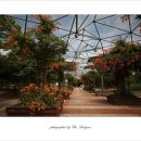 발레뮤지컬 심청 이미지