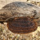 황금버섯 이미지