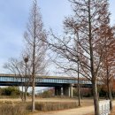 [부산/북구] 화명동 화명 생태공원 ~ 구포동 &#34;금빛노을 브릿지&#34; 부산 산책 코스 정리