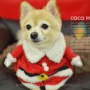 퍼피쿠키 이미지