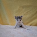 임피면 주민센터 이미지