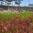 영천강변체육공원주차장 이미지