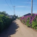 안성리-8 이미지