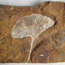 감기,코로나,독감에 걸렸을때 마시는 물 더운물이 좋은지 찬물 빙수가 좋은지? 이미지