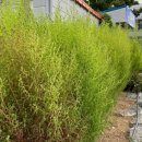 부리면사무소 이미지