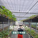 🐐 용인 동물체험 딸기체험 농장체험｜헤븐온어스 후기 🍓