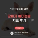 365동판교동물병원 | 판교 동물병원 강아지 애디슨병 증상, 응급 치료 후기