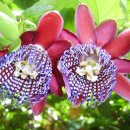 아산 세계꽃식물원을 다녀와서(대전송촌장로교회 주차관리부원과가족일동 부장 장봉훈) 이미지