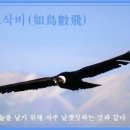 교훈글-여조삭비(如鳥數飛) 이미지