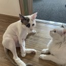 꽃길 걷는 고양이 네이버블로그