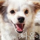 마미펫 이미지