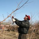 명품과일 이미지