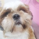 죽전예담동물병원 이미지