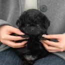 보령생활건강(주) | 보령강아지무료분양 먼저 도움을 주는 미유펫