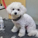 펫더헤븐 태화동물병원점 이미지