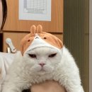 한국펫고등학교 이미지