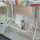 (주) 한반독 | 대구 근교 애견카페 칠곡 웨이브독 아이동반 가능