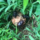 도향축산 이미지